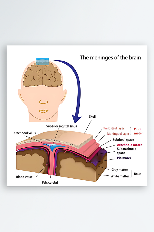 医学医疗人体示意图-众图网