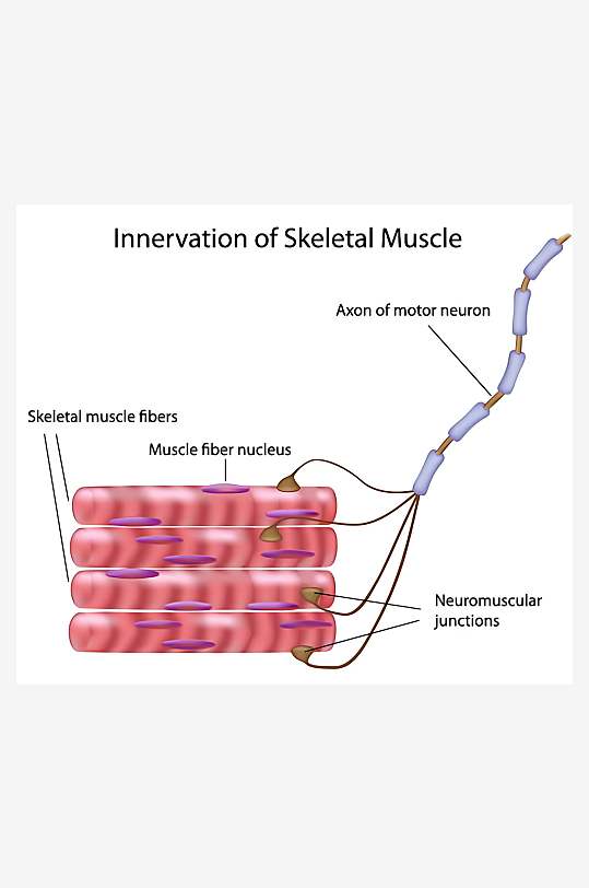 医学医疗人体示意图-众图网