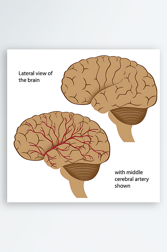 医学医疗人体示意图-众图网