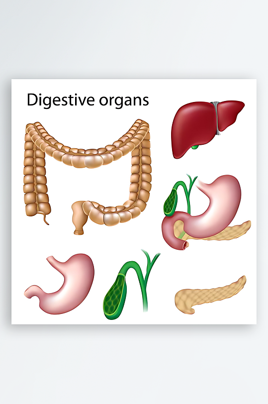 医疗医学人体示意图-众图网