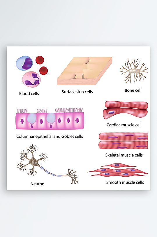 医学医疗人体示意图-众图网
