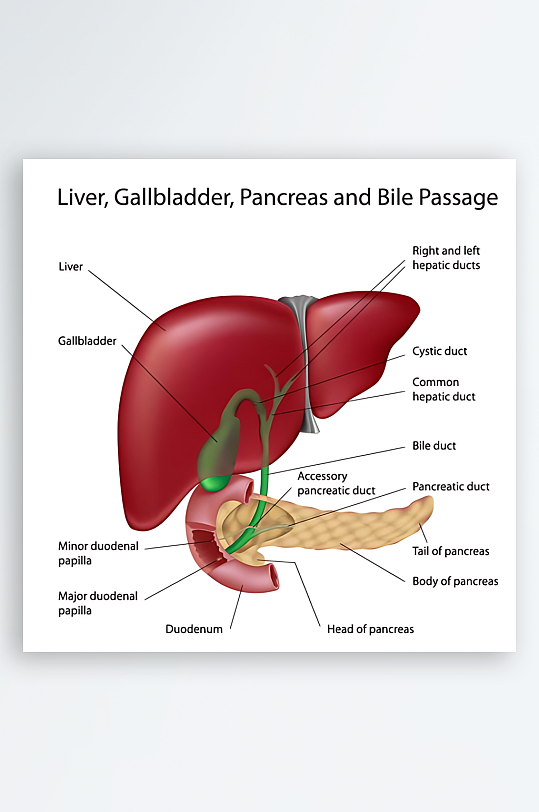 医学医疗人体示意图-众图网