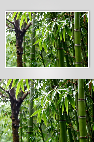 翠竹数字艺术AI春季春天风景MP4视频