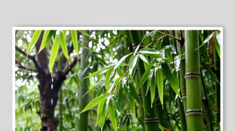 翠竹数字艺术AI春季春天风景MP4视频-众图网