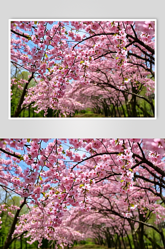 粉色樱花数字艺术AI春季春天风景MP4视