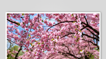 粉色樱花数字艺术AI春季春天风景MP4视-众图网