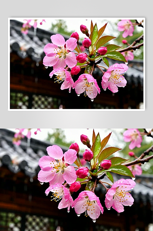 海棠花数字艺术AI春季春天风景MP4视频-众图网