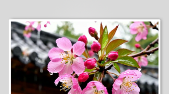 海棠花数字艺术AI春季春天风景MP4视频-众图网