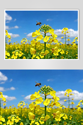 油菜花数字艺术AI春季春天风景MP4视频