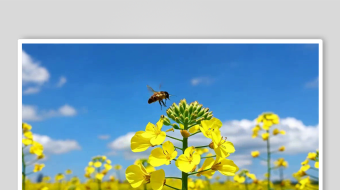 油菜花数字艺术AI春季春天风景MP4视频-众图网