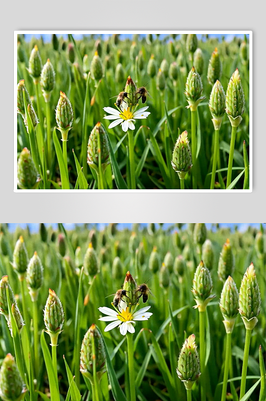 草地数字艺术AI春天春季风景MP4视频-众图网