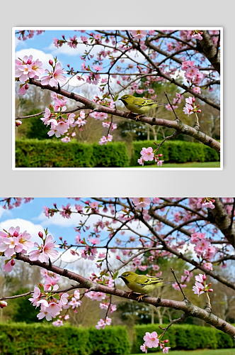 公园樱花数字艺术AI春天春季风景MP4视频