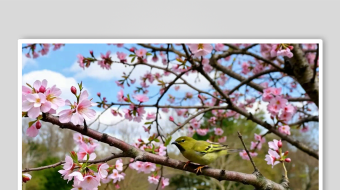 公园樱花数字艺术AI春天风景MP4视频-众图网