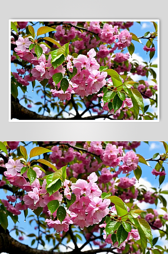 近景樱花数字艺术AI春天春季风景MP4视频