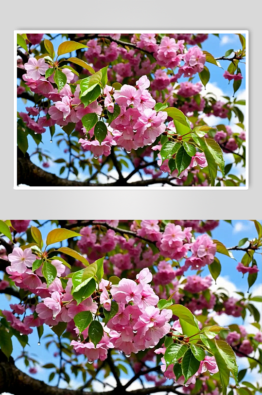 近景樱花数字艺术AI春天春季风景MP4视频-众图网