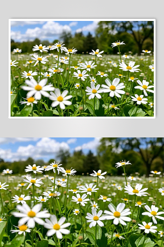 小雏菊数字艺术AI春天风景MP4视频-众图网