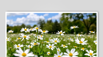 小雏菊数字艺术AI春天风景MP4视频-众图网