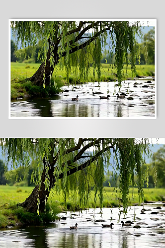 垂柳数字艺术AI春天春季风景MP4视频