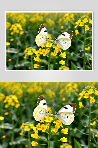 蝴蝶数字艺术AI春天春季风景MP4视频