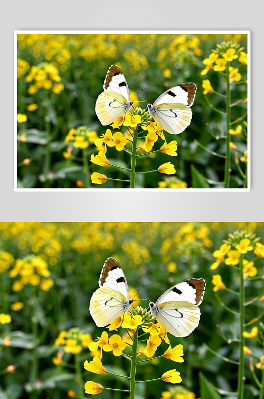 蝴蝶数字艺术AI春天春季风景MP4视频-众图网