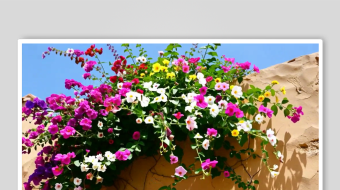 花墙数字艺术AI春天风景MP4视频-众图网