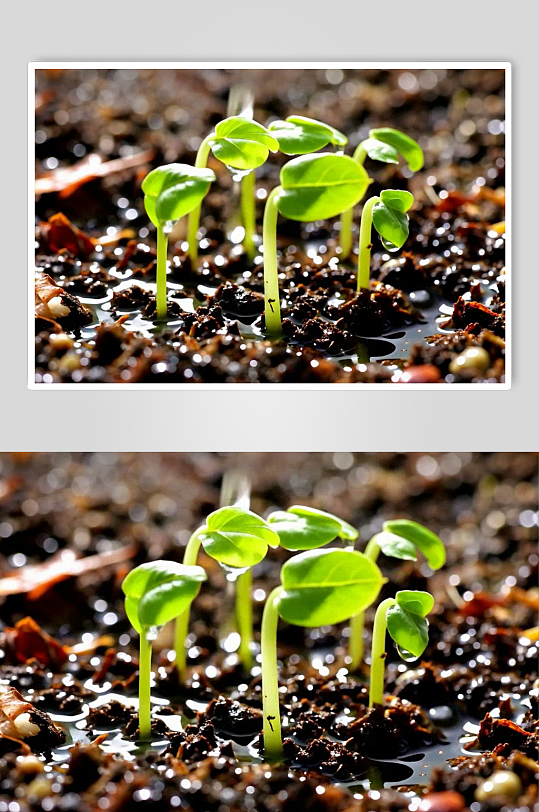 绿芽数字艺术AI春天春季风景MP4视频-众图网