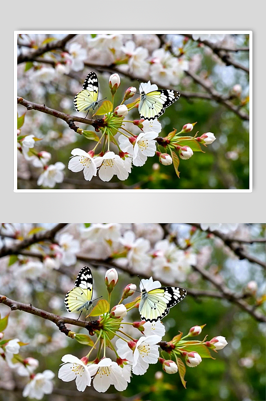 樱花数字艺术AI春天春季风景MP4视频-众图网