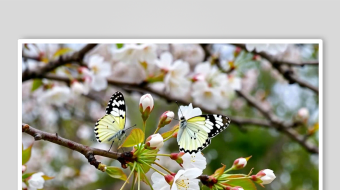 樱花数字艺术AI春天风景MP4视频-众图网