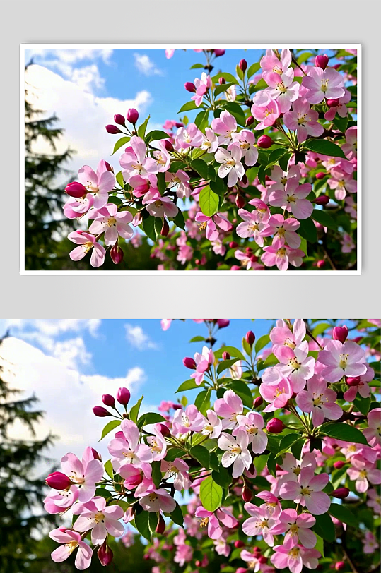 樱花数字艺术AI春天春季风景MP4视频-众图网