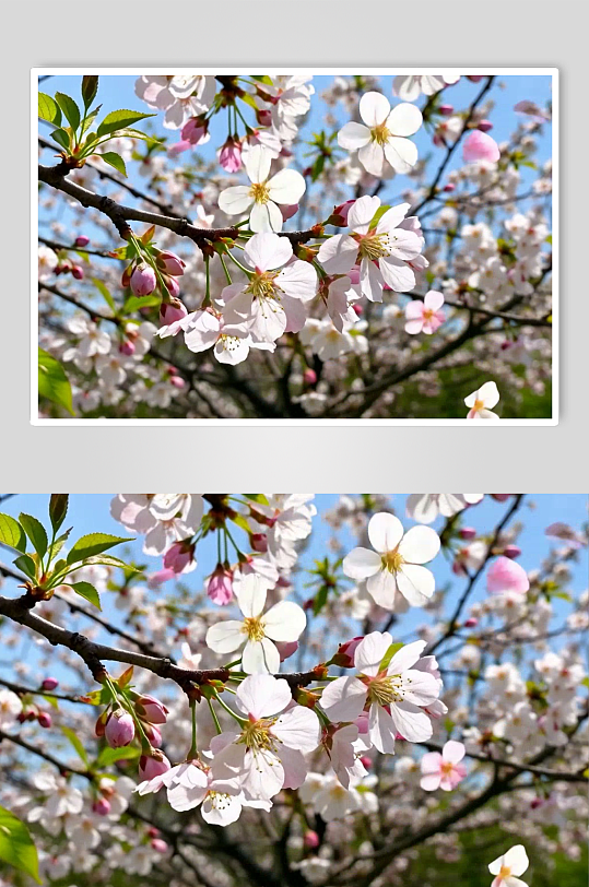 樱花数字艺术AI春季春天风景MP4视频-众图网