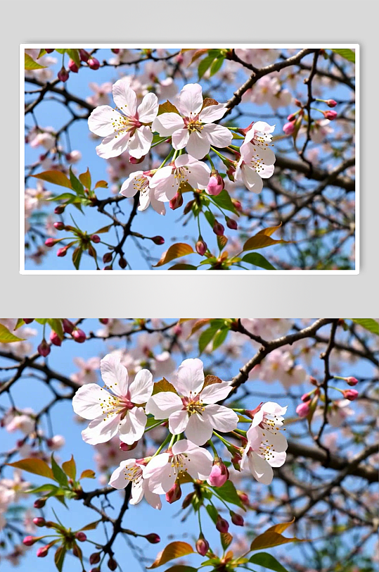 樱花数字艺术AI春天春季风景MP4视频-众图网