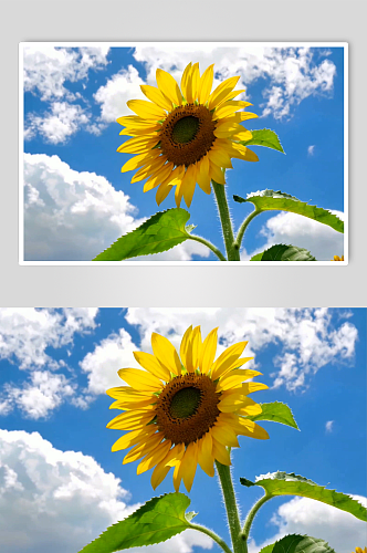 向日葵AI夏季风景自然风光MP4视频