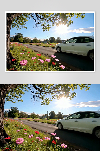 路边花草AI夏季风景自然风光MP4视频