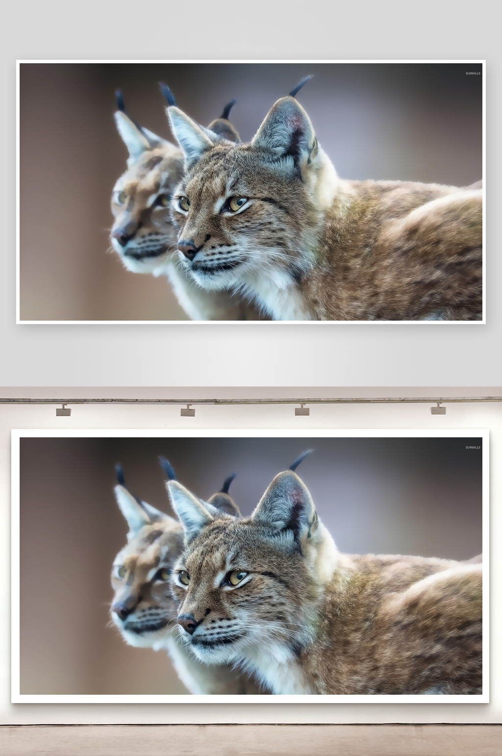 两只猞猁并肩而立素材