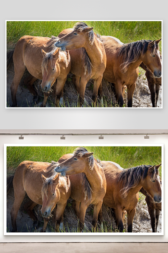 三匹棕色马在草丛中-众图网