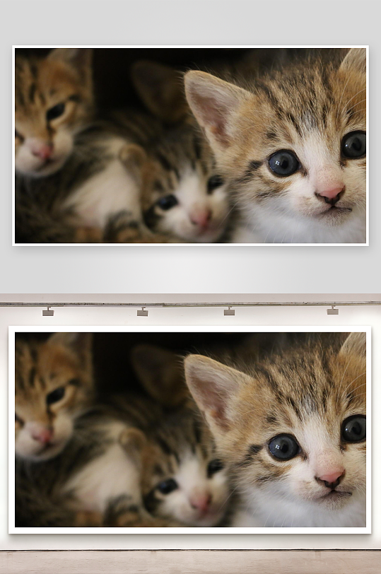 三只小猫亲密依偎萌态十足-众图网