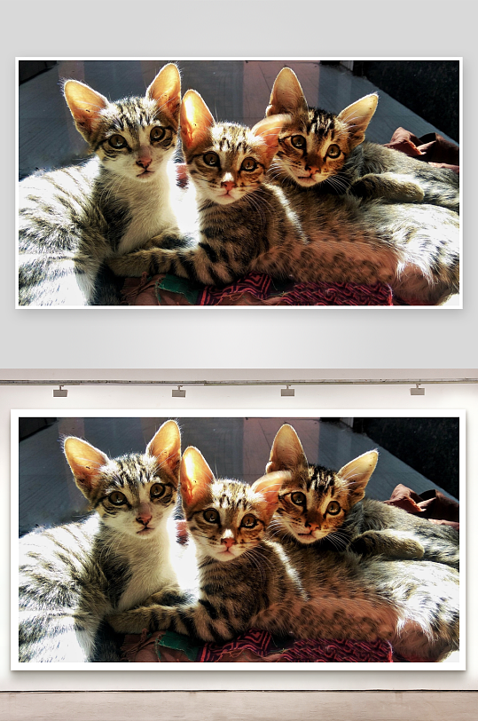 三只小猫依偎晒太阳-众图网