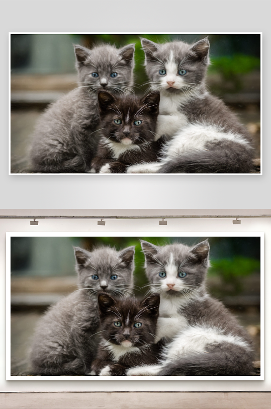 三只小猫依偎萌态十足-众图网