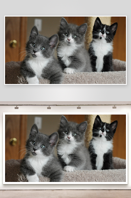 三只小猫好奇望向一侧-众图网