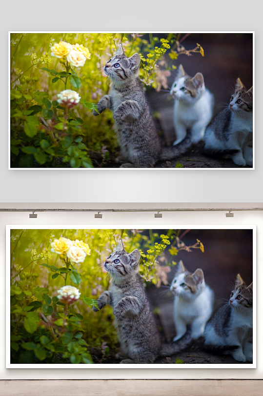 三只小猫花丛中好奇探索-众图网