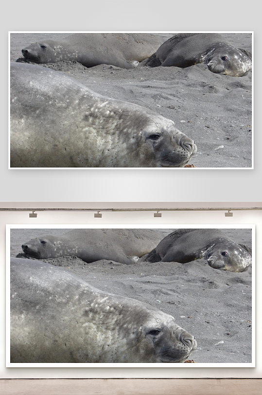 三只海象沙滩休憩-众图网