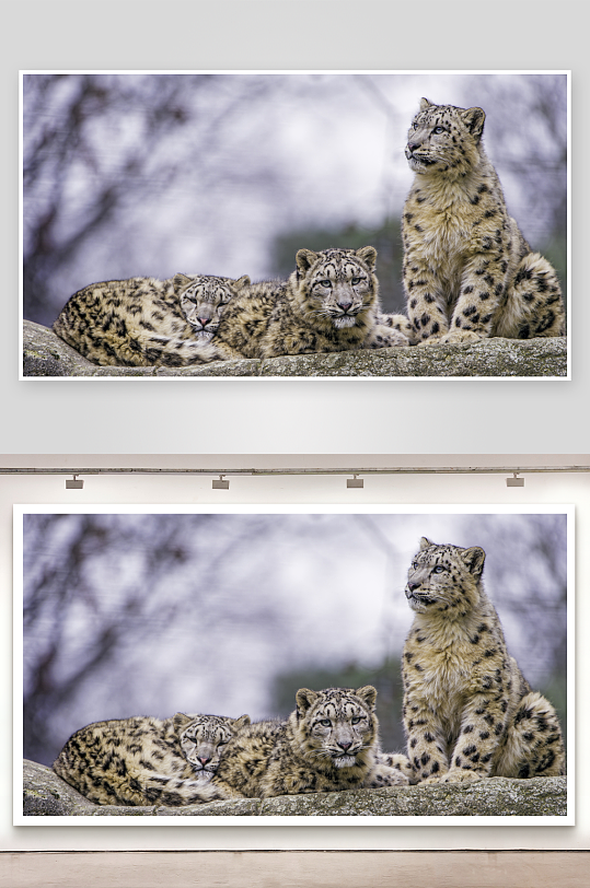 三只雪豹静卧岩石上-众图网