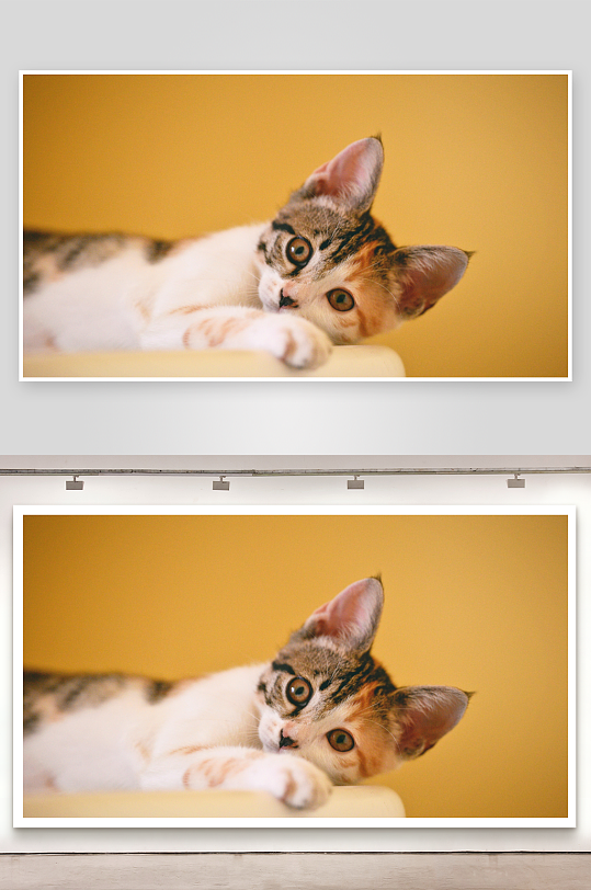 三色小猫侧卧凝视-众图网