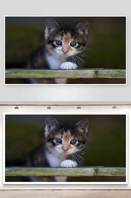 三色小猫探头好奇望-众图网