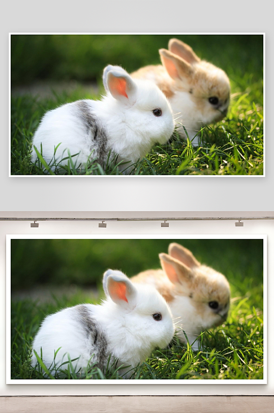 两只小兔子在草地上-众图网
