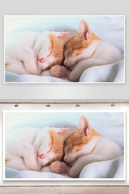 两只小猫依偎睡眠-众图网