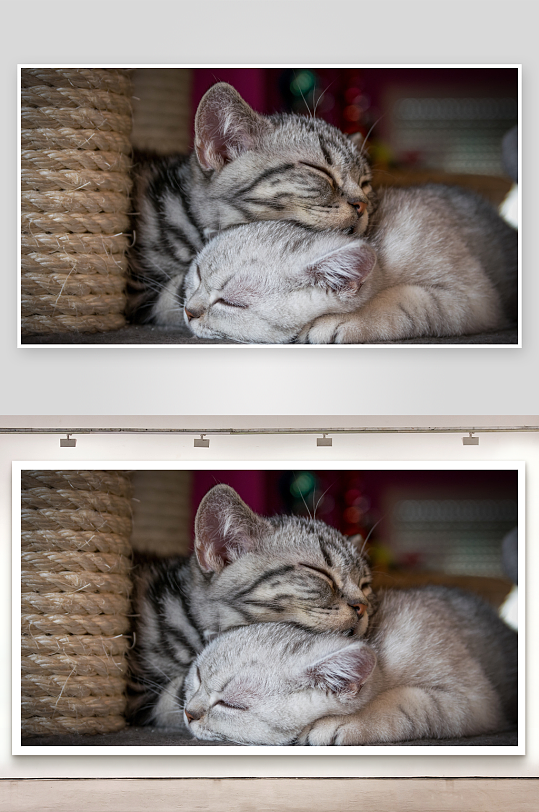 两只小猫依偎睡觉温馨画面-众图网