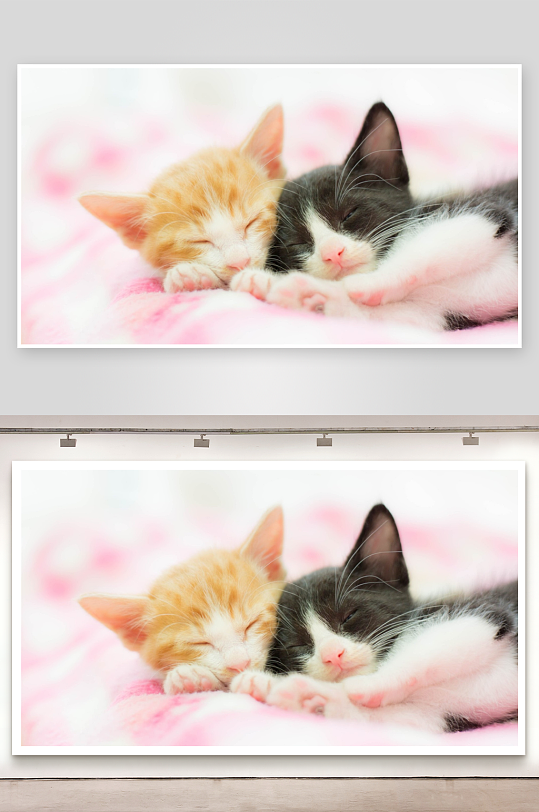 两只小猫依偎睡觉萌态十足-众图网