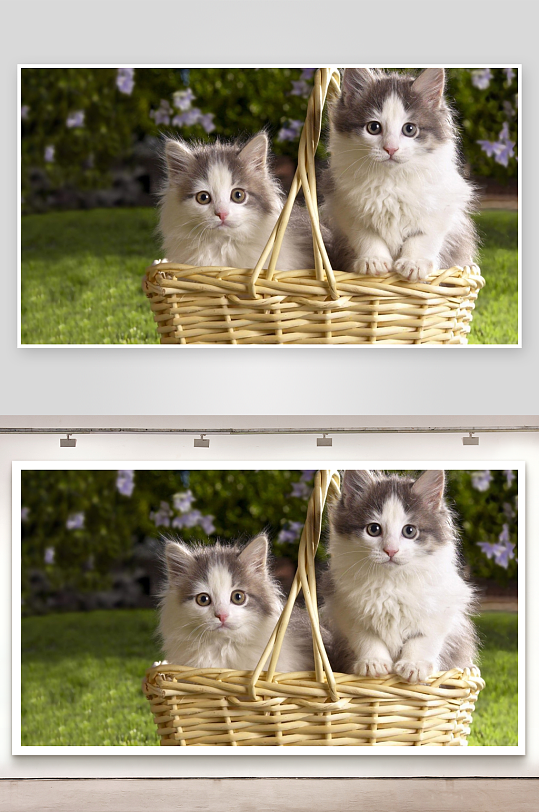 两只小猫坐篮筐萌态可掬-众图网