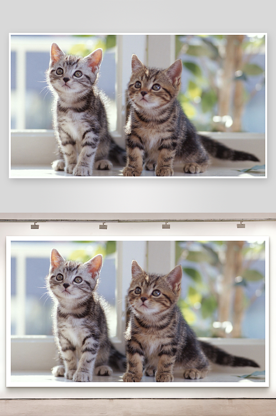 两只小猫窗台对视萌态十足-众图网